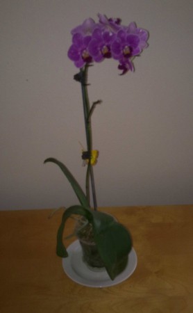 Orchidea Evka