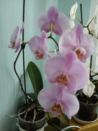 Orchidea Terka